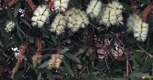 Image result for Melaleuca quinquenervia