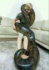 Largest Giant Anaconda Noticed Anaconda Snake Giant Anaconda Green Anaconda