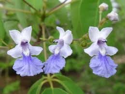 Image result for Vitex sp. A