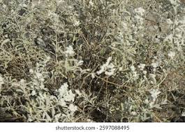 Image result for Aerva javanica