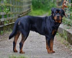 Dunyanin En Tehlikeli 10 Kopek Irki Galerileri Dunyanin En Tehlikeli 10 Kopek Kopek Turleri Rottweiler Kopek