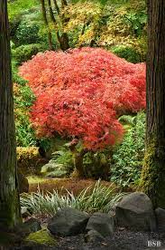 Ruby Red By Bjorn Burton Japanese Garden Garden Japanese Japanese Style Garden