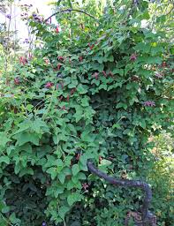 Image result for Passiflora sanguinolenta