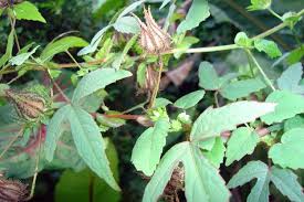 Image result for Hibiscus surattensis