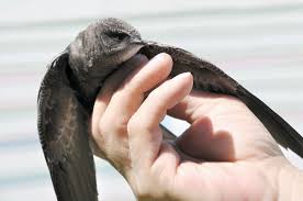 Learn All About Chimney Swifts Minneapolis Mn Jack Pixley
