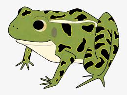 200+ vectors, stock photos & psd files. Clipart Free Download Bullfrog Drawing Kid Leopard Frog Clipart Png Image Transparent Png Free Download On Seekpng