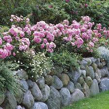 Rosenhecke Friesenwall Manufactum Friesenwall Rosenhecke Pflanzen