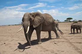 Image result for Feretia