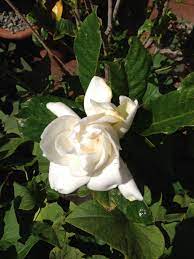 Makakilo Gardenia Flowers Fruit Flowers Gardenia