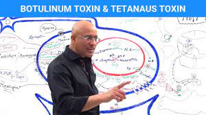This material is provided for educational purposes only and is not intended for medical advice, diagnosis or treatment. Botulinum Toxin Tetanus Toxin Mechanism Youtube
