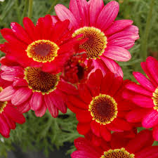 Image result for Helichrysum argyranthum