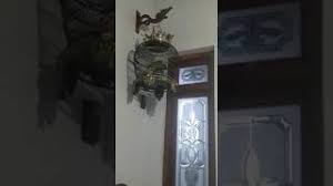 Daftar isi 4 ciri tekukur betina 5 makanan burung tekukur 12 suara masteran. Derkuku Kelantan Juara Nasional Vs Tekukur Lokal Juara Daerah