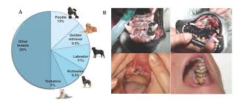 In human and veterinary patients, metastatic cancer of unknown primary carries a poor prognosis. Kaplan Meier Survival Curve Of 335 Dogs With Malignant Melanoma Oral Download Scientific Diagram