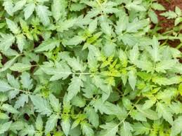 Check spelling or type a new query. Tomato Plant Rash Am I Allergic To Tomato Plants