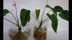 Replant the anthurium at the same depth it was before, in a new soil mix that drains well. How To Grow And Care Anthurium Plants In Water Anthurium In Glass Vase Anthurium Plant Anthurium Plant Care Plants Grown In Water