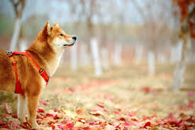ɕiba̠ inɯ̟ᵝ) is a japanese breed of hunting dog. How To Say 5 Animal Names Like Cat And Dog In Japanese Kumablog In Japan