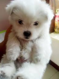 Marshmallows are surprisingly easy to make at home — they're made of just gelatin and a hot sugar syrup, and you can make a batch in the stand mixer in about 20 minutes. Fluffy Cute Animals Baby Animals Animals Beautiful