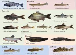 Phylogeny And Historical Demography Of Endemic Fishes In Lake Biwa The Ancient Lake As A Promoter Of Evolution And Diversification Of Freshwater Fishes In Western Japan Tabata 2016 Ecology