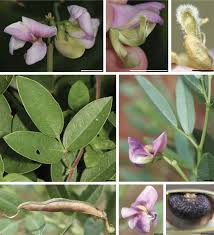 Image result for Dolichos angustifolius