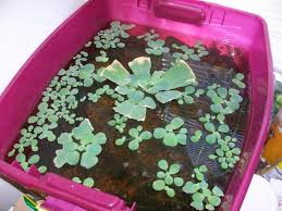 Plastic Container Indoor Pond Indoor Pond Diy Fish Tank Container Pond