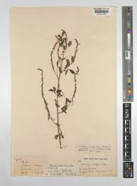 Image result for Indigofera subulata