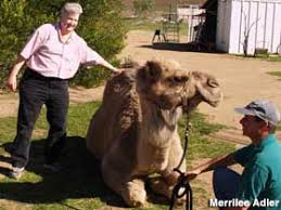 America's first camel dairy owners gil and nancy riegler invite you to share. Ramona Ca Oasis Camel Dairy