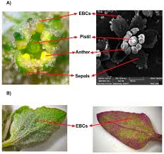 Check out sexploring's art on deviantart. Quinoa Abiotic Stress Responses A Review Abstract Europe Pmc