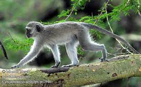 Vervet Monkey Or Simply Vervet Found In The Woodland Savanna And High Bush Throughout Southern Africa Vervet Monkey Monkey Species Animals Beautiful