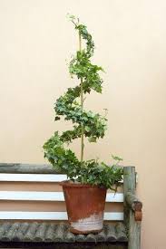 Make A Topiary With Ivy Indoor Plant Trellis House Plants Decor Topiary Diy