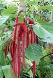 Image result for Aneulophus congoensis