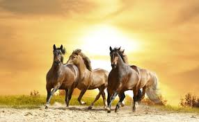 Maybe you would like to learn more about one of these? Ø§Ù„Ø­ØµÙ‰ Ø§Ù„Ø¨Ø§Ù†Ø¯Ø§ Ø­Ù„ÙŠÙ‚Ø© Ø­Ù„Ù… Ø§Ù„Ø­ØµØ§Ù† Ø§Ù„Ø¨Ù†ÙŠ Pikespeakriders Org