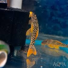 Image result for Nesaea dinteri