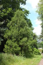 Image result for Huperzia dacrydioides