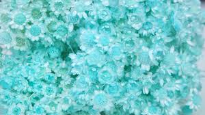 Pink / white dried straw flowers bouquet, preserved helipterum roseum flower for decoration, dried strawflower Buy Dried Glixia Online Si Nature Dried Flowers Wholesale