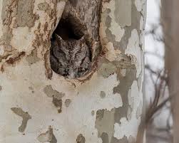 See more of eastern screech owl on facebook. Screech Owls East And West Outside My Window