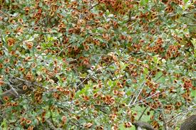 Image result for Combretum hereroense