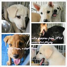 16,095 likes · 1,512 talking about this. Cute Puppies Available For Adoption At Spca Fff And Paws Visit Malaysia