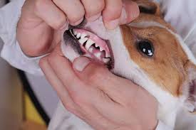 This means your dog may feel feverish to you even when their temperature is completely. Fever In Dogs Symptoms And How To Treat Advice From Vets