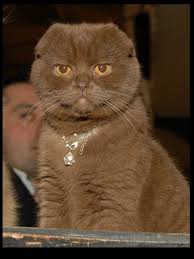 Photo Chat De Race Scottish Fold Galicxia De Dicxilanbd Eleveurs Online Com Scottish Fold Kittens Cat Scottish Fold Munchkin Cat Scottish Fold