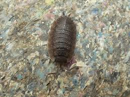 We did not find results for: Woodlice Serpentine Detached Serpentine Community Garden