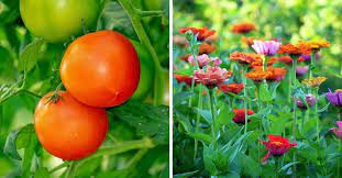Vegetables are parts of plants that are consumed by humans or other animals as food. Vegetable Garden Vs Flower Garden How To Choose Gardening Channel