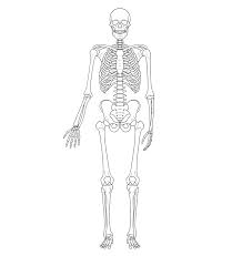 Anatomical forms impart rhythm to the human figure in the way they interlock with each other. How To Draw A Skeleton Step By Step