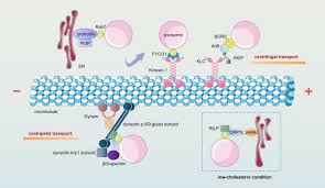 A cell is one of the building blocks of life. The Role Of Lysosomes In Cancer Development And Progression Cell Bioscience Full Text