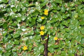 Image result for Nymphoides forbesiana