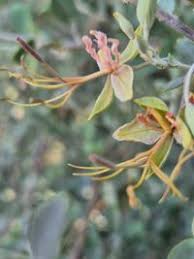 Image result for Cadaba farinosa