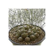 Image result for Drimia calcarata