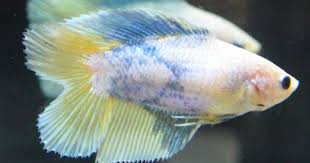 Pin Di Fish