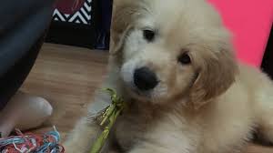 Leasing a pet? Sisters say Middletown shop tricked them