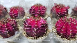 Some plants can also be altered to not reproduce. Degrafting Cactus And Rooting Cactus Youtube