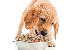 Designed by vets, made by chefs, loved by dogs. First Study On Human Grade Dog Food Says Whole Fresh Food Is Highly Digestible Eurekalert Science News
